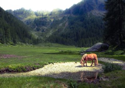 Cavallo nel prato