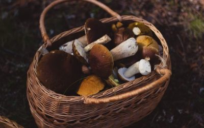 Raccolta funghi