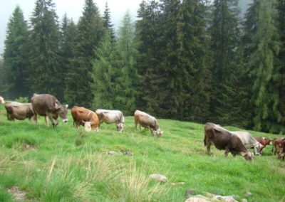 pascolo