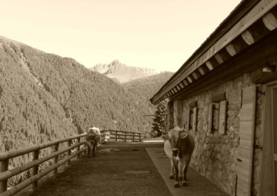 Malga - Cenon - di - Sopra