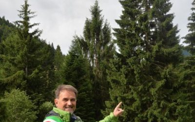 La Valsugana e la Val Campelle donano l’albero di Natale di Piazza San Pietro   a Papa Francesco